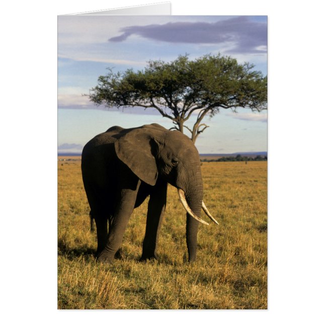 Africa, Kenia, Maasai Mara. An elehpant (Vorne)