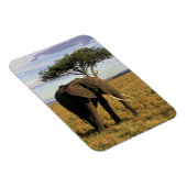Africa, Kenia, Maasai Mara. An elehpant Magnet (Rechte Seite)