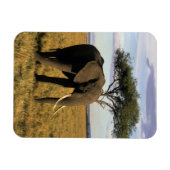 Africa, Kenia, Maasai Mara. An elehpant Magnet (Horizontal)