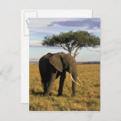 Africa, Kenia, Maasai Mara. An elehpant Postkarte (Vorne/Hinten)