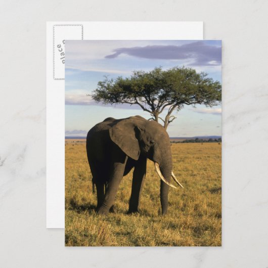Africa, Kenia, Maasai Mara. An elehpant Postkarte (Vorne/Hinten)