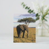 Africa, Kenia, Maasai Mara. An elehpant Postkarte (Stehend Vorderseite)