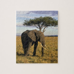 Africa, Kenia, Maasai Mara. An elehpant Puzzle