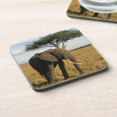 Africa, Kenia, Maasai Mara. An elehpant Untersetzer (Linke Seite)