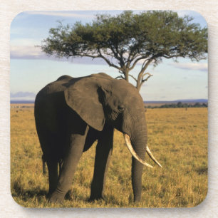 Africa, Kenia, Maasai Mara. An elehpant Untersetzer