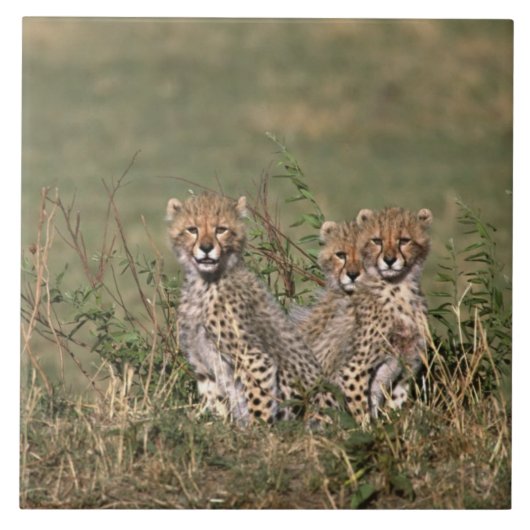 Africa; Kenia; Masai Mara; Three cheetah cubs Fliese (Vorderseite)