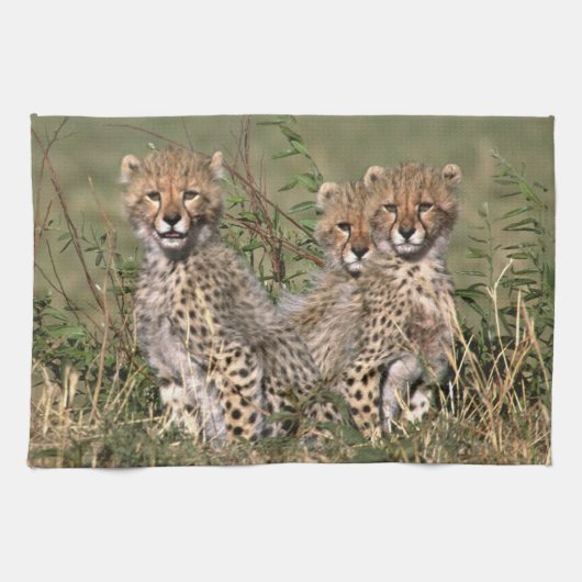 Africa; Kenia; Masai Mara; Three cheetah cubs Geschirrtuch (Horizontal)