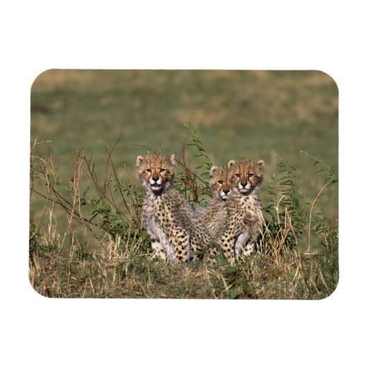 Africa; Kenia; Masai Mara; Three cheetah cubs Magnet (Horizontal)