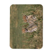 Africa; Kenia; Masai Mara; Three cheetah cubs Magnet (Vertikal)