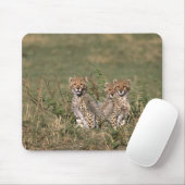 Africa; Kenia; Masai Mara; Three cheetah cubs Mousepad (Mit Mouse)