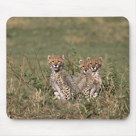 Africa; Kenia; Masai Mara; Three cheetah cubs Mousepad (Vorne)