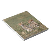 Africa; Kenia; Masai Mara; Three cheetah cubs Notizblock (angewinkelt)