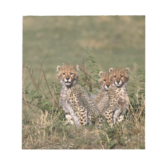 Africa; Kenia; Masai Mara; Three cheetah cubs Notizblock (Vorderseite)