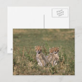 Africa; Kenia; Masai Mara; Three cheetah cubs Postkarte (Vorne/Hinten)
