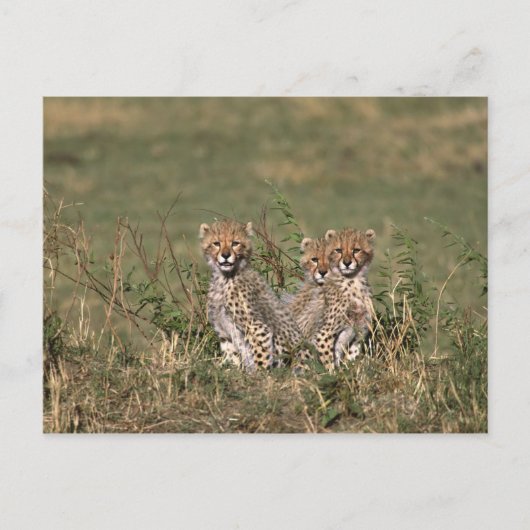 Africa; Kenia; Masai Mara; Three cheetah cubs Postkarte (Vorderseite)
