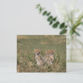 Africa; Kenia; Masai Mara; Three cheetah cubs Postkarte (Stehend Vorderseite)