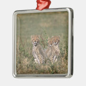 Africa; Kenia; Masai Mara; Three cheetah cubs Silbernes Ornament (Links)