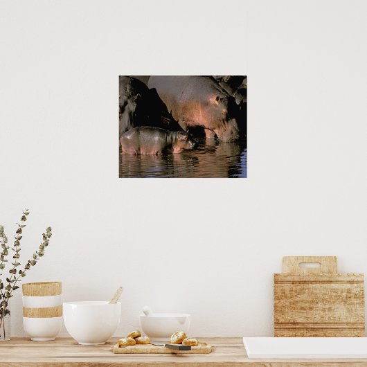 Africa, Kenya, Masai Mara. Common hippopotamuses Poster (Küche)