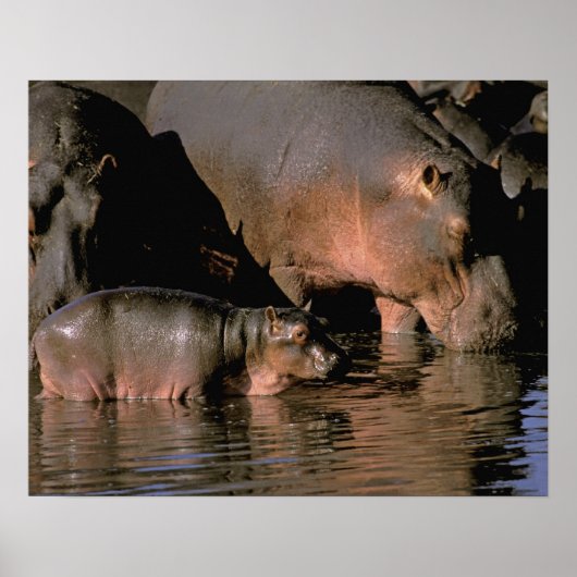 Africa, Kenya, Masai Mara. Common hippopotamuses Poster (Vorne)