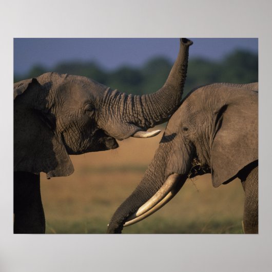 Africa, Kenya, Masai Mara Game Reserve, Two Bull Poster (Vorne)
