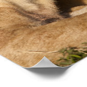 Africa, Kenya, Masai Mara Game Reserve, Young Poster (Ecke)