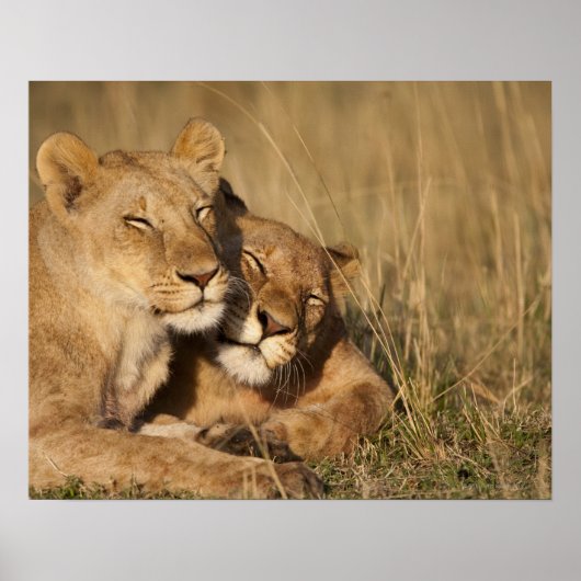 Africa, Kenya, Masai Mara Game Reserve, Young Poster (Vorne)