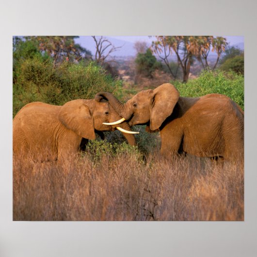 Africa, Kenya, Samburu. Elephant challenge Poster (Vorne)