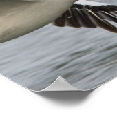 Africa. Kenya. White Pelicans in flight at Lake Poster (Ecke)