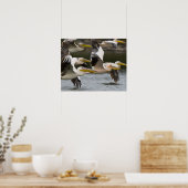 Africa. Kenya. White Pelicans in flight at Lake Poster (Küche)