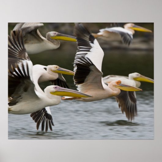 Africa. Kenya. White Pelicans in flight at Lake Poster (Vorne)