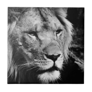 Africa-Löwe-Makro Fliese