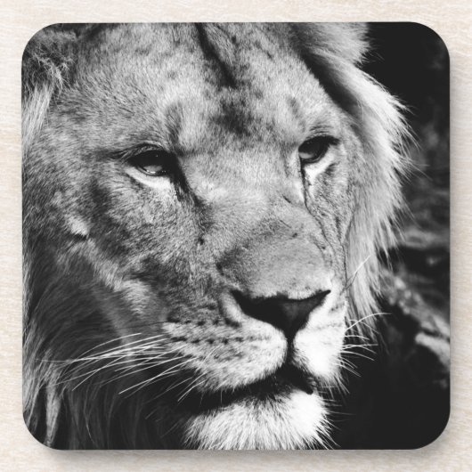 Africa-Löwe-Makro Untersetzer (Vorderseite)