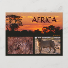 Africa Sunset & Big Cats Postcard Postkarte