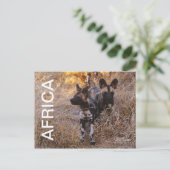 Africa Wild Hogs Travel Postcard Postkarte (Stehend Vorderseite)