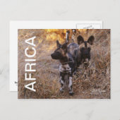 Africa Wild Hogs Travel Postcard Postkarte (Vorne/Hinten)