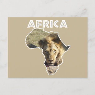 Africa Wildlife Continental Lion Stare Feiertagspostkarte