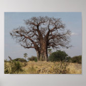 African Baobab Tree Poster (Vorne)