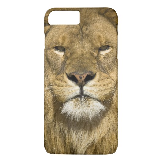African Barbary Lion, Panthera leo leo, Case-Mate iPhone Hülle (Rückseite)
