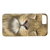 African Barbary Lion, Panthera leo leo, Case-Mate iPhone Hülle (Rückseite (Horizontal))