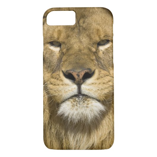 African Barbary Lion, Panthera leo leo, Case-Mate iPhone Hülle (Rückseite)