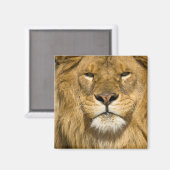 African Barbary Lion, Panthera leo leo, Magnet (Vorderseite/Rückseite)