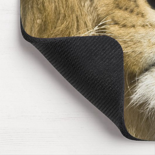 African Barbary Lion, Panthera leo leo, Mousepad (Ecke)