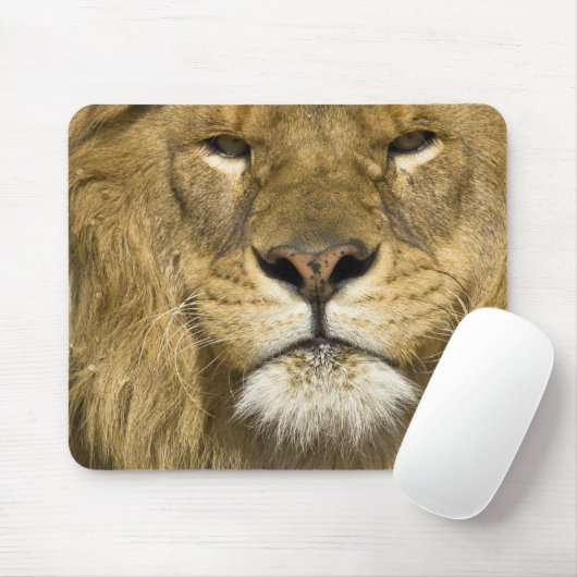 African Barbary Lion, Panthera leo leo, Mousepad (Mit Mouse)