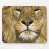 African Barbary Lion, Panthera leo leo, Mousepad (Vorne)