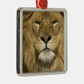 African Barbary Lion, Panthera leo leo, Silbernes Ornament (Rechts)