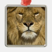 African Barbary Lion, Panthera leo leo, Silbernes Ornament (Vorne)