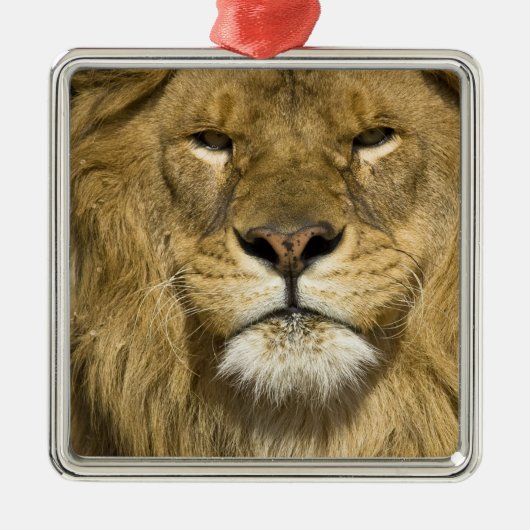 African Barbary Lion, Panthera leo leo, Silbernes Ornament (Vorne)