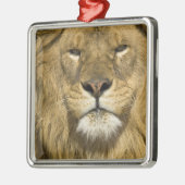African Barbary Lion, Panthera leo leo, Silbernes Ornament (Links)
