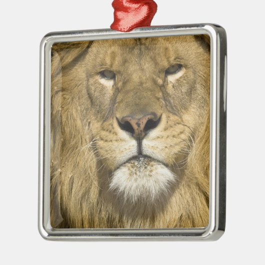 African Barbary Lion, Panthera leo leo, Silbernes Ornament (Links)
