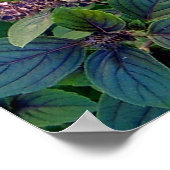 African Blue Basil Poster (Ecke)